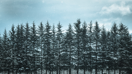 Row of pine trees with gray sky at winter in Nagano, Japan.