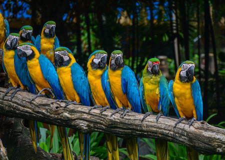 Colorful parrot birds at the safari park in Bangkok, Thailand. It is a member of the large group of neotropical parrots known as macaws.の写真素材