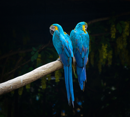 A couple of macaw at the safari park in Bangkok, Thailand. Parrot (macaw) is a large South American...