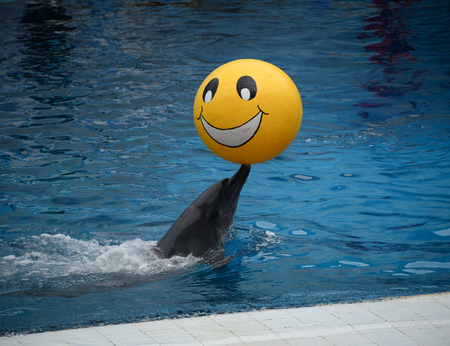 A dolphin with a ball on creative entertaining show in Bangkok, Thailand.