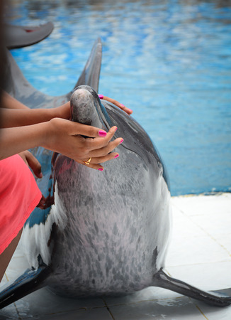 A woman playing with a smart dolphin after show at a park in Thailand.の写真素材
