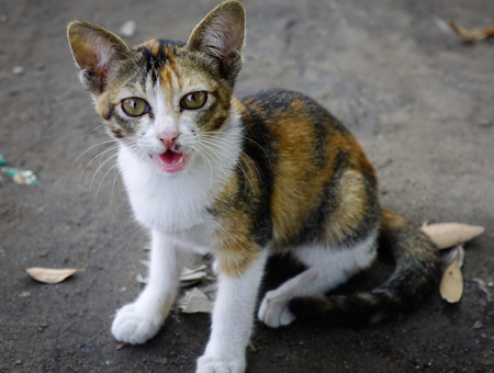 Cat looking at the camera and sitting on the rural road.の写真素材