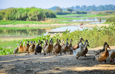 Ducks walking on rural road at sunny day in Mandalay, Myanmar.の写真素材