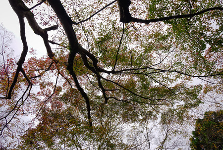 Autumn trees at national park in Kyoto Japan. Kyoto served as Japan capital and the emperor...