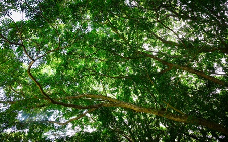 Green trees at the city park in Mahebourg, Mauritius Island.の写真素材