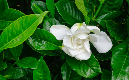Cape jasmine flower at botanic garden in Mauritius Island.の写真素材