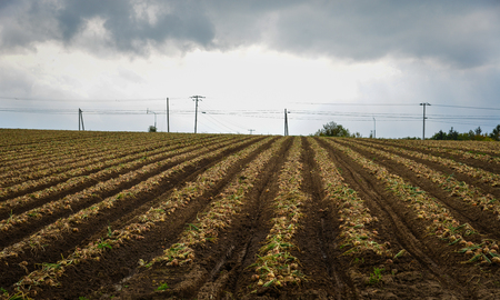 Harvesting onions on the field at summer in Biei Township, Hokkaido, Japan.の写真素材