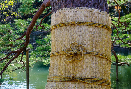 Pine tree with mat for snow protection in winter. Closed-up.の写真素材