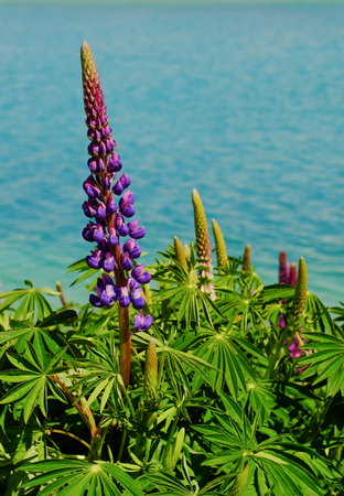 Colorful Lupine flowers with the lake at spring time in New Zealand.の写真素材