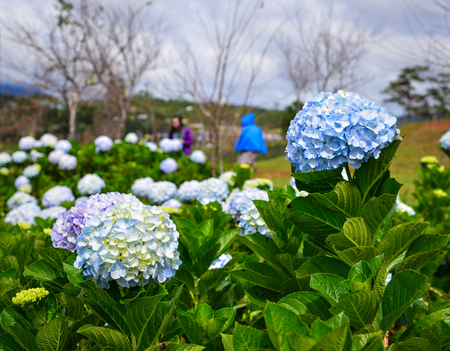 Hydrangea flowers (Hydrangea macrophylla) at sunny day in a garden.
