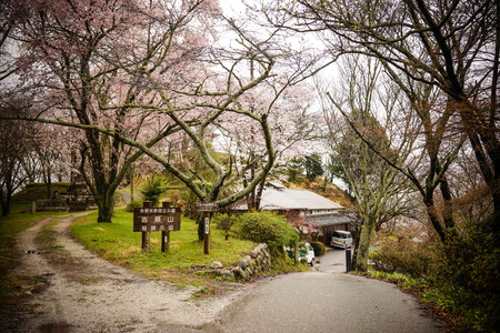Nara, Japan - Apr 4, 2014. Cherry blossom at Mt. Yoshino in Nara, Japan. Mount Yoshino has been Japan most famous cherry blossom viewing spot for many centuries.のeditorial素材