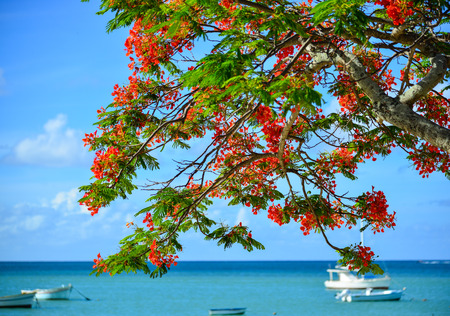 Flamboyant flowers blooming at the seaside park in Mauritius.の写真素材