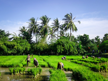 Mekong Delta, Vietnam - Sep 2, 2017. Khmer women working on rice field in Mekong Delta, Vietnam. Mekong is by far Vietnam most productive region in agriculture and aquaculture.のeditorial素材