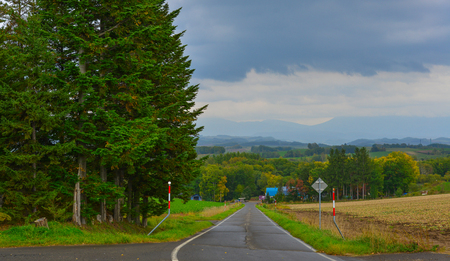 Rural road with pine trees at rainy day in Biei, Hokkaido, Japan.のeditorial素材