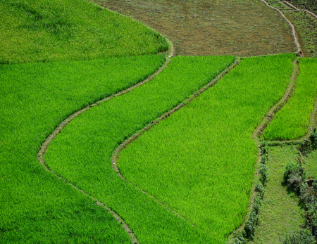 Terraced rice field at summer day in Northern Vietnam.の写真素材