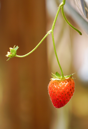 A red strawberry at the plantation in spring time. Close up.の写真素材