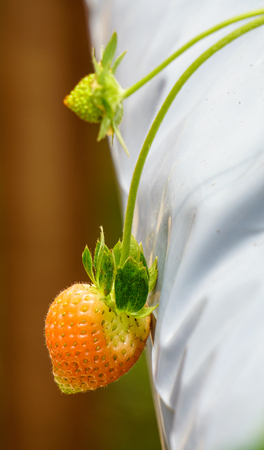 Industrial growth of fresh strawberries grown in plantation in greenhouses.の写真素材