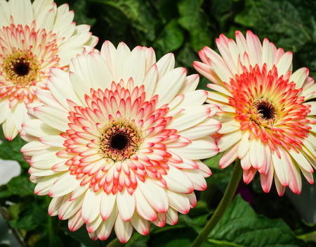 Gerbera flowers on the field in Cameron Highlands, Malaysiaの写真素材