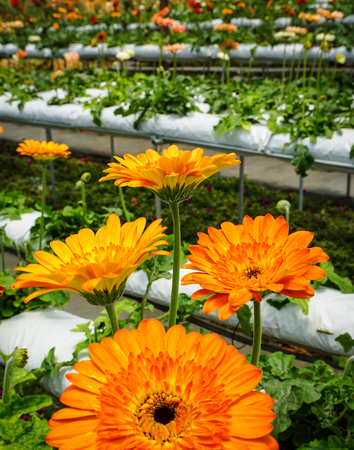 Gerbera flowers on field at plantation in Cameron Highlands, Malaysia.の写真素材