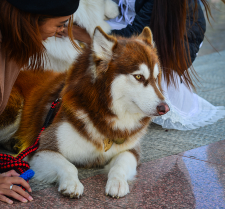 Dalat, Vietnam - Nov 25, 2017. A woman playing with a Husky dog on main square in Dalat, Vietnam.のeditorial素材