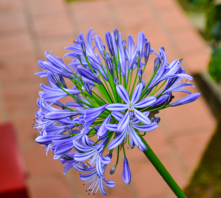Agapanthus (Midnight Star), purple flower in the garden.の写真素材