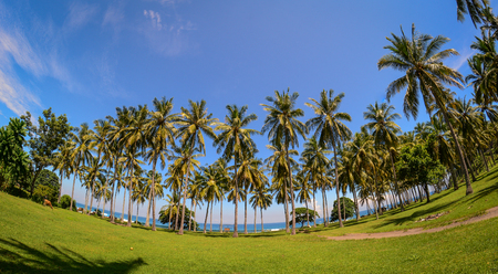 Coconut plantation at summer day on Lombok Island, Indonesia.の写真素材