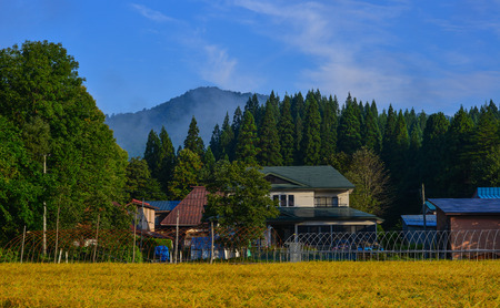 Rural houses with rice fields in Akita, Japan. Japan is the ninth largest producer of rice in the world.のeditorial素材