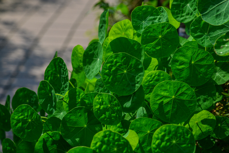Green leaves at a small Japanese garden in Matsushima, Japan.の写真素材