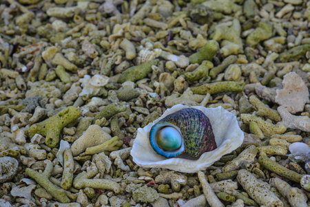 Snail with scrap coral on beach at beautiful island in Southern Vietnam.の写真素材