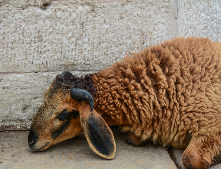 A brown goat on the Ganges Riverbank in Varanasi, India.の写真素材