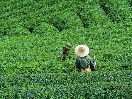 Moc Chau, Vietnam - May 26, 2016. Local men harvesting tea at plantation in Moc Chau, Vietnam. Vietnam is one of the largest and oldest tea-producing countries in the world.のeditorial素材