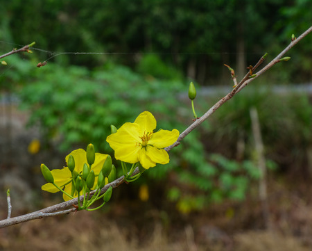 Ochna integerrima flowers at spring garden in Mekong Delta, Vietnam.の写真素材