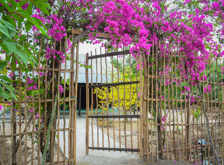 A rural house with bougainvillia flowers in spring time.の写真素材