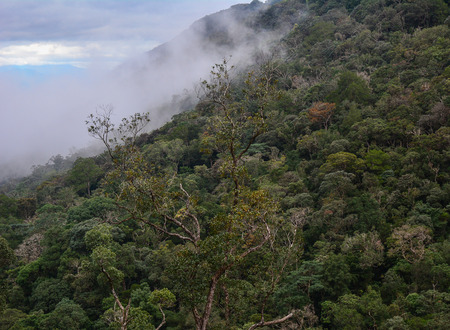 Pine tree forest at misty day in Dalat, Vietnam.