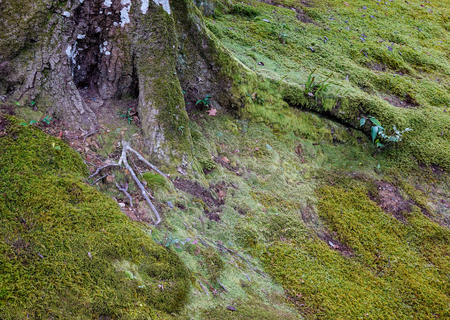 A huge tree at a zen garden in Kyoto, Japan.の写真素材
