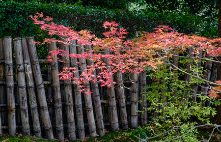 Autumn leaves on tree in Japanese garden with bamboo fence.