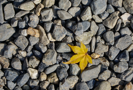 Autumn leaves under sun light at a zen garden in Kyoto, Japan.の写真素材