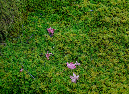 Autumn leaves fallen on grass in Japanese garden.