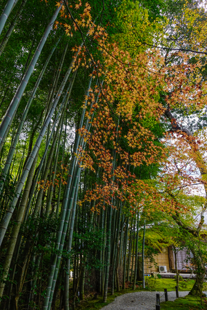 Bamboo forest with autumn trees at sunny day in Nikko, Japan.のeditorial素材