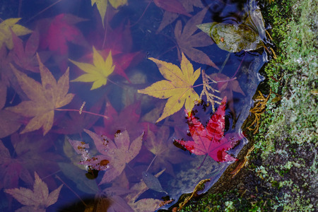 Autumn leaves on an old well at Japanese garden.