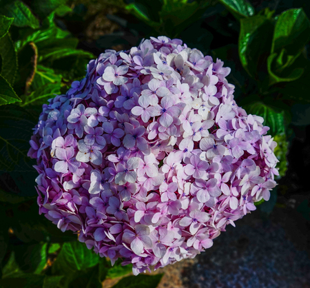 Purple Hydrangea flower (Hydrangea macrophylla) at sunny day in a park.の写真素材