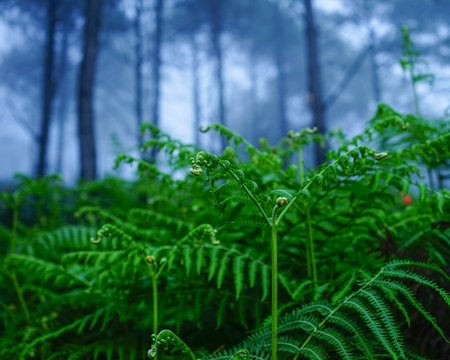 Fern plants at pine tree forest in misty day.の写真素材