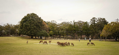 Nara, Japan - Apr 3, 2014. Deers playing at the park in Nara, Japan. Nara is Japan first permanent capital, was established in the year 710 at Heijo.のeditorial素材