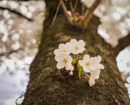 Cherry flowers (sakura) on the tree. Close up.の写真素材