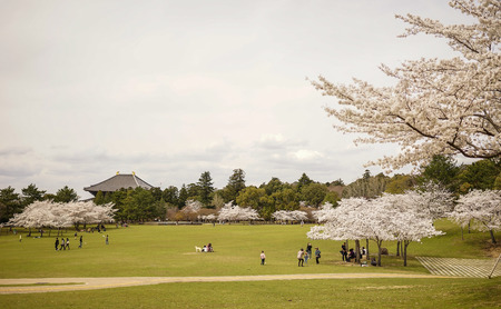 Nara, Japan - Apr 3, 2014. People relax at cherry park in Nara, Japan. Nara is Japan first permanent capital, was established in the year 710 at Heijo.のeditorial素材