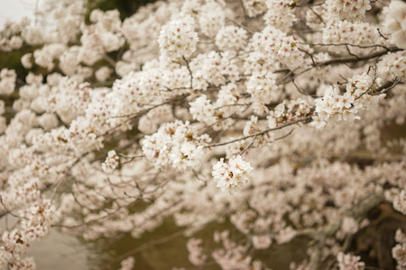 Cherry flowers blooming in spring time. Shallow DOF. Nature background.の写真素材