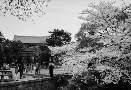 Nara, Japan - Apr 3, 2014. People visit a Buddhist temple at cherry blossom in Nara, Japan. Nara is Japan first permanent capital, was established in the year 710 at Heijo.のeditorial素材