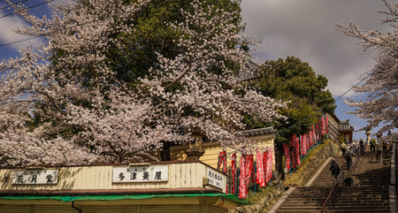 Nara, Japan - Apr 3, 2014. People walking on street at cherry blossom in Nara, Japan. Nara is Japan first permanent capital, was established in the year 710 at Heijo.のeditorial素材
