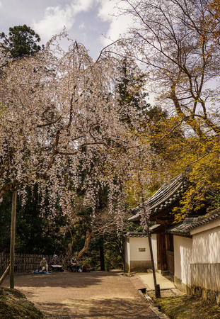 Nara, Japan - Apr 3, 2014. People drawing about cherry blossom in Nara, Japan. Nara is Japan first permanent capital, was established in the year 710 at Heijo.のeditorial素材