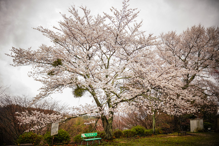 Nara, Japan - Apr 4, 2014. Cherry blossom at the city park in Nara, Japan. Nara is Japan first permanent capital, was established in the year 710 at Heijo.のeditorial素材